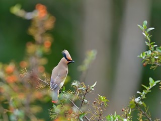 ピラカンサの実を食べに来たヒレンジャク