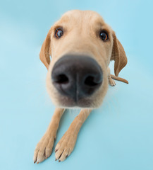 Studio portrait of fun labrador on the blue background