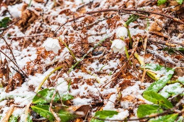 Magic of winter. Hellebore sticking out of the snow.