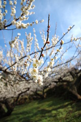 梅が咲く山里　かおれ梅の里