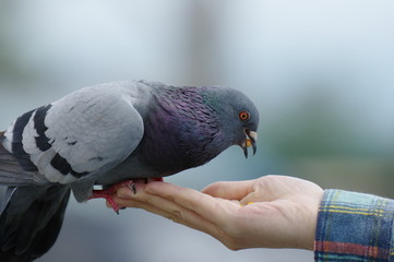 ハトの餌やり