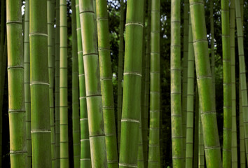 Photo material: Japanese bamboo, bamboo grove