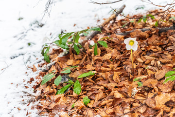 Magic of winter. Hellebore sticking out of the snow.