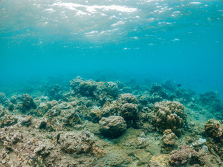 Underwater shot of coral reef, Lipah beach, Amed, Bali.