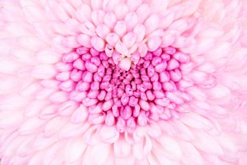 Flower bud top view.