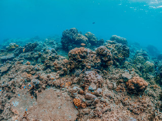 Fototapeta na wymiar Underwater shot of coral reef, Lipah beach, Amed, Bali.