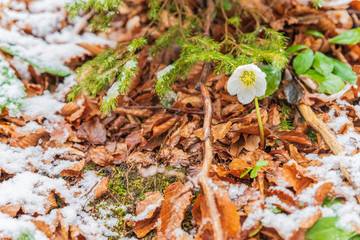 Magic of winter. Hellebore sticking out of the snow.