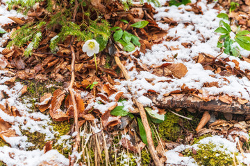 Magic of winter. Hellebore sticking out of the snow.