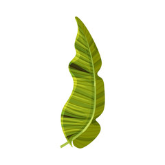Bright Green Curved Banana Leaf with Cross Veins Vector Illustration