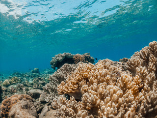 Fototapeta na wymiar Underwater shot of coral reef, Lipah beach, Amed, Bali.