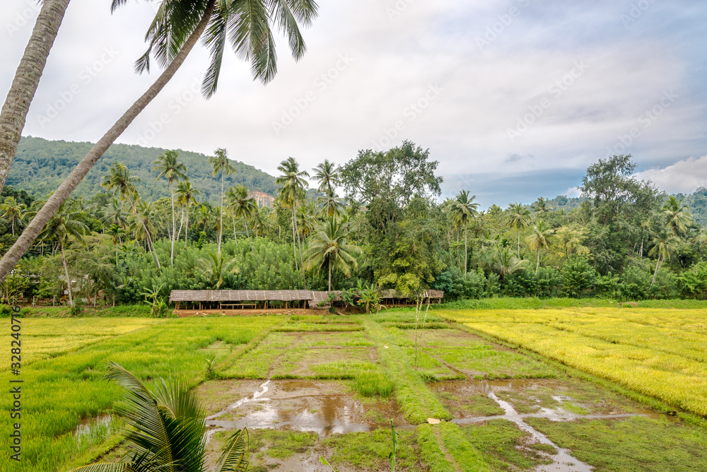 Wall mural view at the rice fields near matale - sri lanka