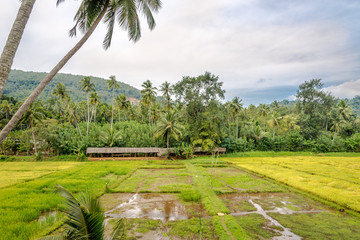 View at the Rice fields near Matale - Sri Lanka
