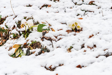 Magic of winter. Hellebore sticking out of the snow.