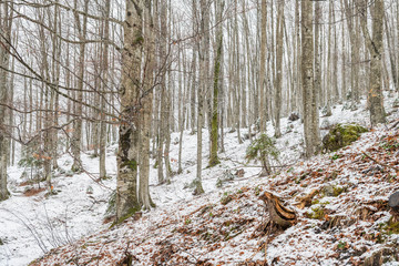 Magic of the woods during a snowfall. Val Saisera. Italy