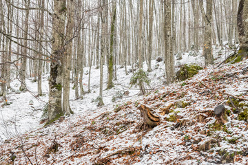 Magic of the woods during a snowfall. Val Saisera. Italy