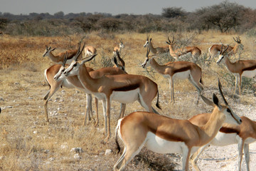 Antidorcas marsupialis hofmeyri