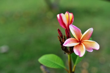 flower blooming.Beautiful flowers in the garden Blooming in the summer	