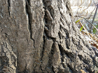 The lower part of the tree, wrinkled bark.