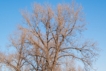 Littleleaf linden without leaves. Large and old tree with many branches. Winter season. Gray bark with furrows.