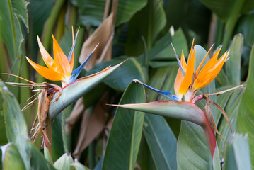 fleurs oiseau de paradis Strelitzia reginae