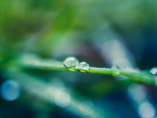 water drops on green grass