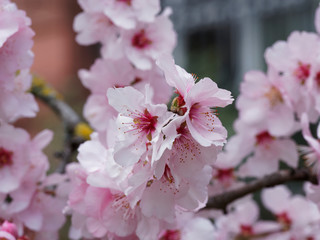 Obraz premium Almond's tree flowers (Prunus dulcis). Close-up on white and pale pink petals pairs of almond's tree flowers in early spring