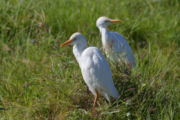 Kuhreiher