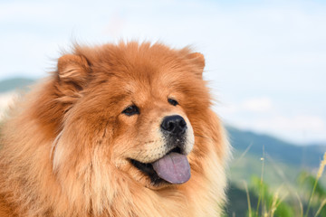 Beautiful dog chow-chow outside. Purebred dog chow chow on mountain over the canyon - obrazy, fototapety, plakaty