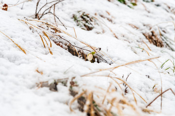 Magic of winter. Hellebore sticking out of the snow.