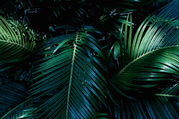 closeup nature view of green palm leaf texture, dark wallpaper concept, nature background, tropical leaf