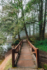 Wooden walkway that leads to Cedar trees in the forest with fog in Alishan National Forest Recreation Area in Chiayi County, Alishan Township, Taiwan.