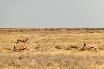 Antidorcas marsupialis hofmeyri