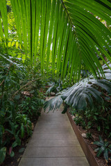 Rain Forest Path