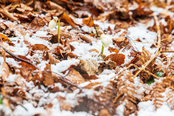 Magic of winter. Hellebore sticking out of the snow.