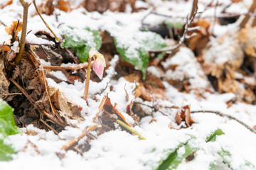 Magic of winter. Hellebore sticking out of the snow.