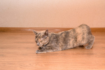 Obraz premium a cat in March requires a male cat. purring, lying on the floor and calling the male. puberty of cats.