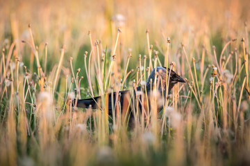 The common raven Corvus corax hiding in grass, also known as the northern raven, all-black passerine bird. A raven is one of several larger-bodied species of the genus Corvus.