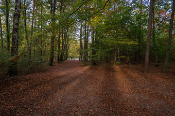 Obraz premium road in the forest