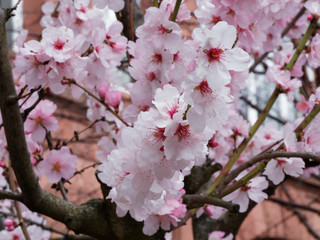 Almond's tree (Prunus dulcis) with gorgeous spring flowers blooming pink