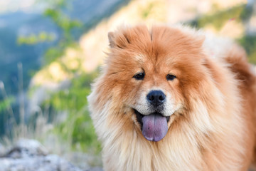 Naklejka na ściany i meble Beautiful dog chow-chow outside. Purebred dog chow chow on mountain over the canyon