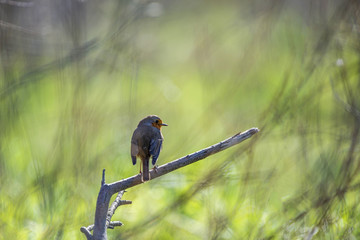 Rouge-gorge perché en pleine nature