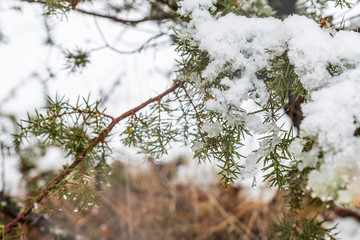 Magic of the woods during a snowfall. Val Saisera. Italy