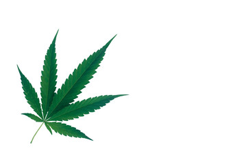 Marijuana leaves isolated from a white background