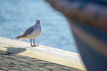 Goéland sur le quai d'un port
