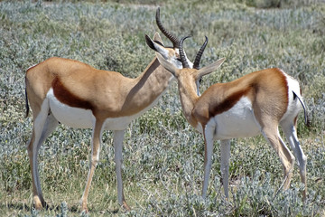 Antidorcas marsupialis hofmeyri