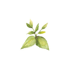 Drawing of handmade watercolor leaf on a white background. Use for design, menus, invitations, birthdays, weddings.