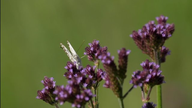 Front view of Brown Veined White Butterfly on Pompom weed flower, slow motion