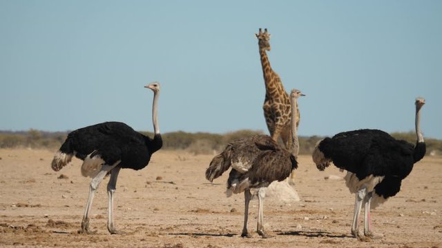 Tall Ostrich and Giraffe in Nxai Pan Botswana, pan left