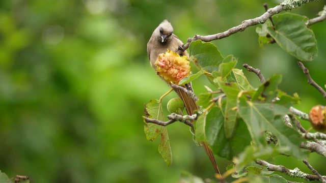 Alert speckled mousebird eating fruit on branch of tree, close up