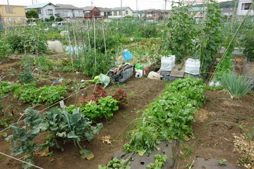 市街地に設置された市民の為の借地区割り農園